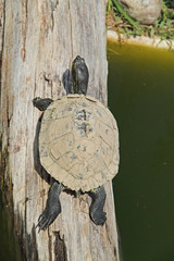 Gelbwangen-Schildkröte
