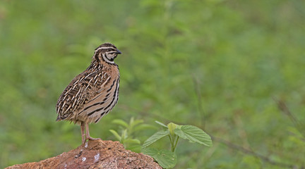 Bird, Rain Quail (Cotumix coromandelica) on the rock, Beautiful bird