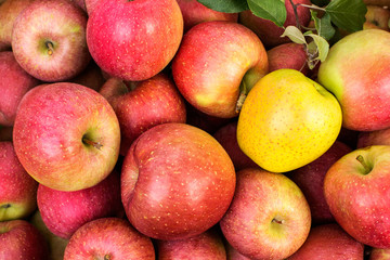 Apples, Japanese variety Fuji.