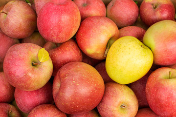 Apples, Japanese variety Fuji.