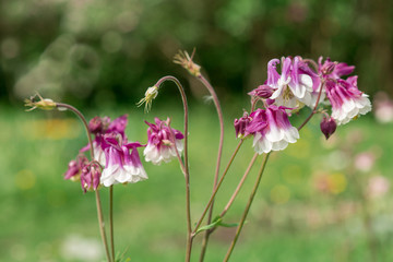 Aquilegia flowers