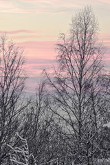 le bianche betulle con il cielo colorato sullo sfondo