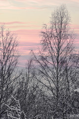 le bianche betulle con il cielo colorato sullo sfondo