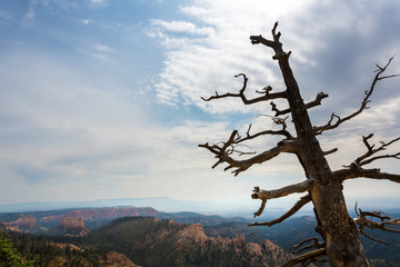 Dry tree on the top of mountain