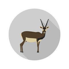 Horned antelope color flat icon for web and mobile design