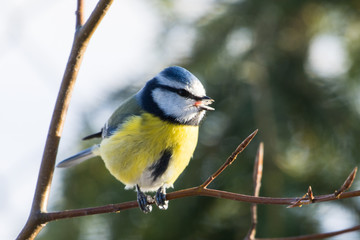 Blaumeise - Cyanistes caeruleus