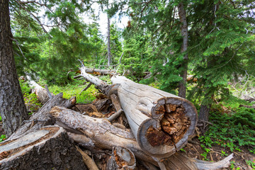 Remains of human activity in forest.