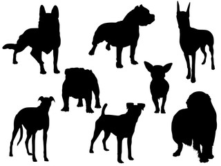 Dogs silhouette
