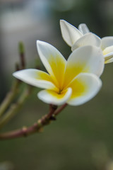 white Plumeria in the garden