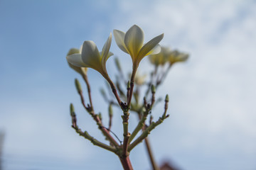 white Plumeria in the garden