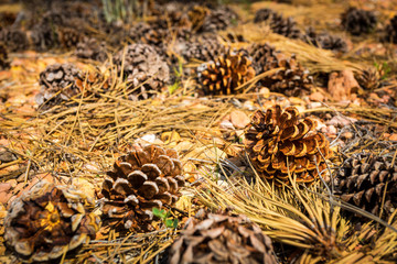 Pine cones on the ground.