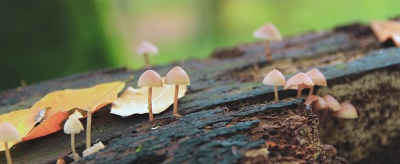 Şirin Mantar Ailesi