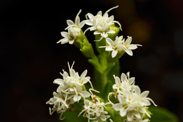 Stevia rebaudiana, Flower