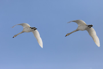 白鳥飛ぶ