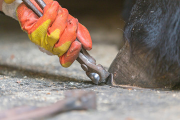 Horseshoer at work taking off an old horse shoe from a hoof.