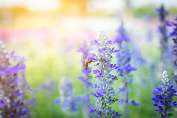 Obraz premium Beautiful lavender flower in the garden with colorful sunlight.