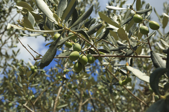 Olive branch with fruit