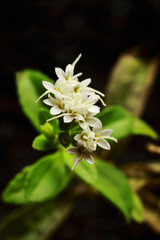 Stevia rebaudiana. Flower
