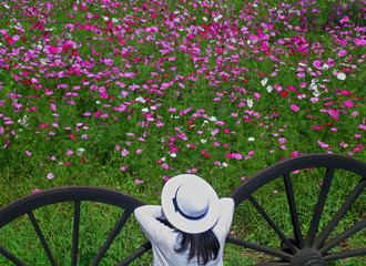 Woman in white enjoying the blooming pink Cosmos flower field  - Powered by Adobe