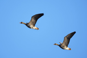 マガン(Greater white-fronted goose)