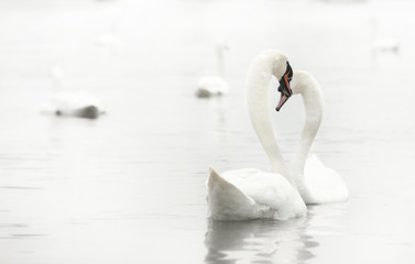 Naklejka na ściany i meble loving swans forming a heart valentines day