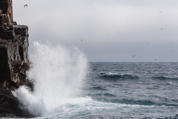 Newfoundland Harbour