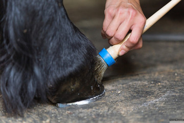 Blacksmith covering horse hoof with a polishing coating