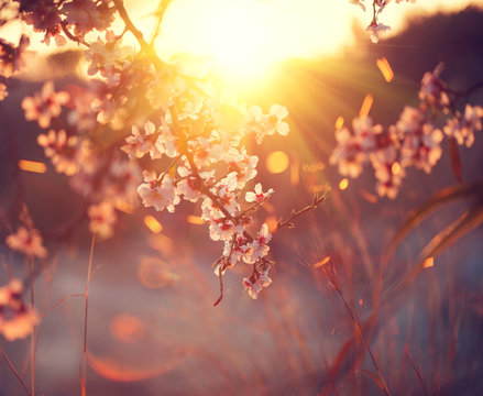 Spring blossom background. Beautiful nature scene with blooming tree and sun flare. Sunny day. Spring flowers 