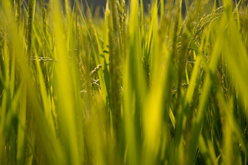 水田　お米　RICE