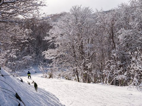 北海道のスキー場 / 雪景色
