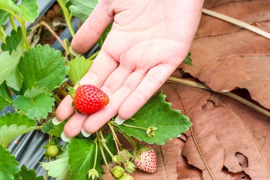 Closeup hand holding of red strawberries with planting strawberry