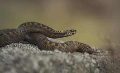 Common Adder