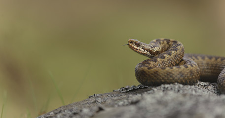 Common Adder