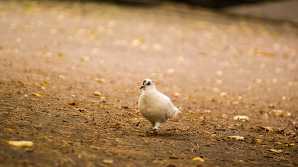a bird in the golden park