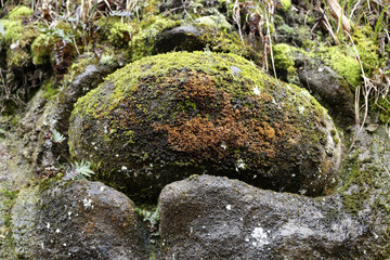 nodule / nodule in Nichinan-cho is called a "medamaishi"