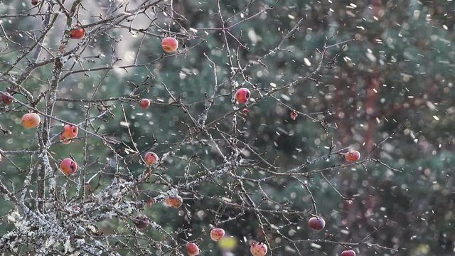 Snowfall and apple tree with apples. Snow, winter, garden, weather, season.