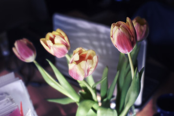 Tulips on the background of a desktop laptop. blurred background