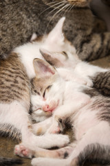 Fototapeta na wymiar Cute kittens sleeping after breastfeeding time from mother