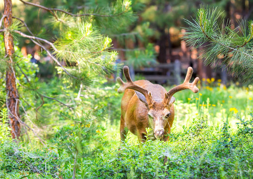 Fototapeta Deer in pine forest.