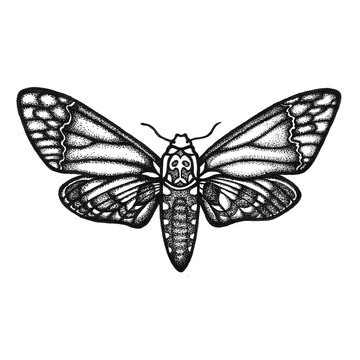 Smerinthus ocellatus. Sphingidae. Insect. The biological illustration. Wildlife. Entomology. Hand drawn. Raster copy.