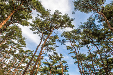 pine trees in anmyeondo1