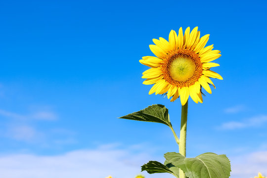 Closeup beautiful sunflower over the beautiful blue sky