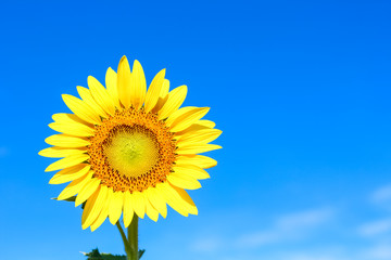 Obraz premium Closeup beautiful sunflower over the beautiful blue sky