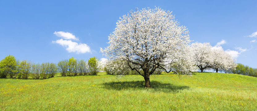 Spring. Fruit tree in white bloom. Cherry flowers. Alps meadow with wild flowers and lush spring grass. 