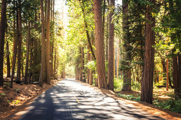 Evergreen pine forest at Yosemite National Park