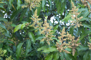 green yellow mango flowers on the tree