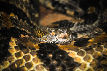 Rattlesnake