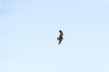 Osprey asymmetrical wings
