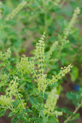 Holy basil, Sacred basil, Ocimum tenuiflorum, Herbs, cookware, f