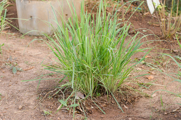 Lemon grass plantation in garden.Lemon grass one of thai ingredi